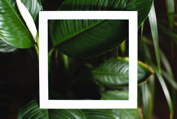 Square frame on the background of green leaves of tropical plants. Concept of a postcard on the theme of nature