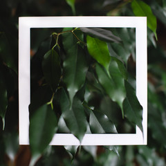 Square frame on the background of green leaves of tropical plants. Postcard on the theme of nature and the environment