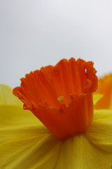 Close up of yellow and orange daffodil flowers in the spring