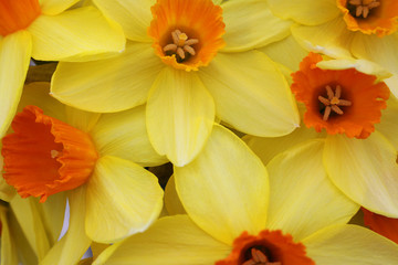 Close up of yellow and orange daffodil flowers in the spring