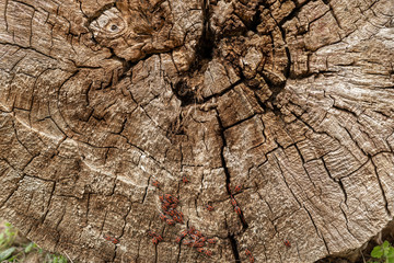 Fototapeta premium Holz - Käfer