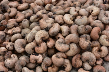 収穫後の天日干し殻付きカシューナッツ