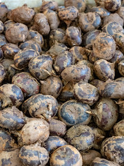 fresh water chestnuts at market in Hong Kong