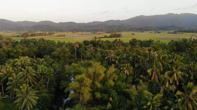 Fly over tropical palmtrees at sunset in countryside of the Philippines