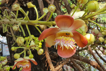 Cannonball flower or Couroupita guianensis