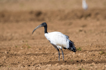 Ibis sacro