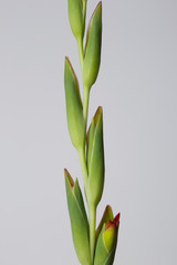 Gladiolus buds isolated on gray background.