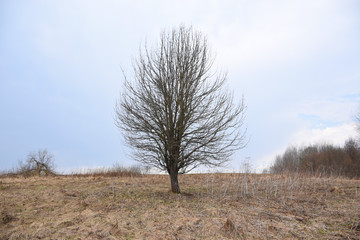 Old lonely dry tree without leaves in a field with dry gray grass.
