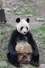 Obraz premium Funny Pose of Sitting Giant Panda, China
