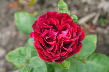 English shrub rose william shakespeare red flower head