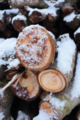 wooden logs, firewood under the spring snow.  slices of wood looks beautiful in the snow