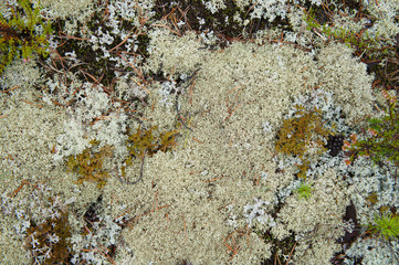 Reindeer lichen cladonia rangiferina white moss background