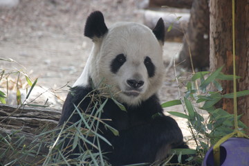 Obraz premium Giant Panda in Beijing, China