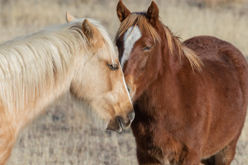 Pair of Beautiful Wild Horses in Utah