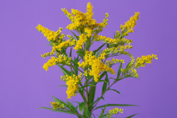 A branch of a blossoming goldenrod isolated on a purple background.