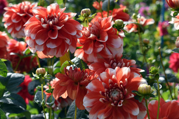 colour nice flower dahlia garden in summer