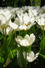 White tulips on green field in sunlight vertical