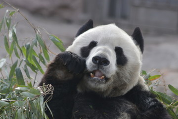 Giant Panda is Eating Bamboo Leaves