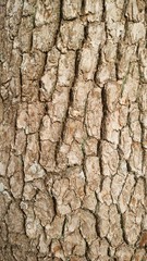 Wood Texture