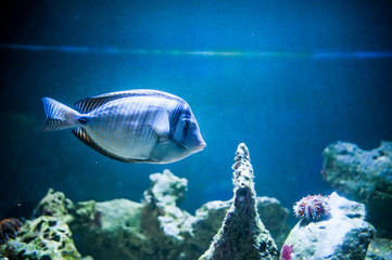 Obraz premium Zebrasoma desjardinii, fish swimming in the ocean, against a background of corals