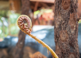 The top of the leaf fern is curled.