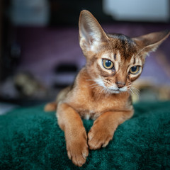 Beautiful Abyssinian  kitten  lies front view  Close-up portrait