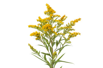 Fototapeta na wymiar Twig of a blossoming goldenrod isolated on a white background.