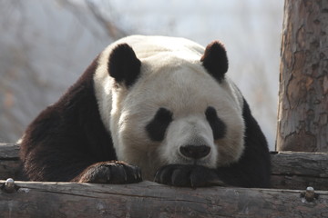 Fototapeta premium Close up Sleeping Panda, China