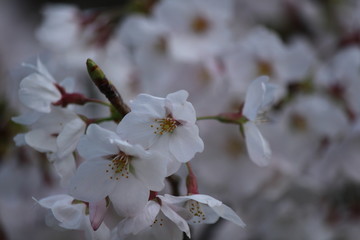 Japanese national flower cherry blossom