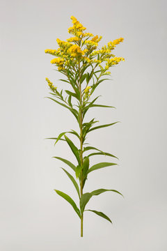 Twig Of A Blossoming Goldenrod Isolated On A Gray Background.