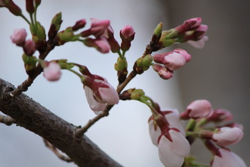Japanese national flower cherry blossom