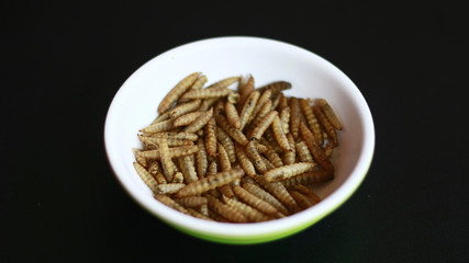 Dried caterpillars on black background for animal food.