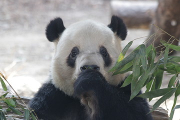 Obraz premium Giant Panda name, Meng Xiao, is Eating Bamboo leaves, Beijing, China