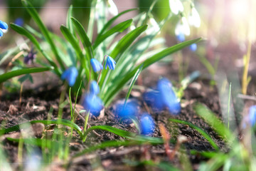 Blurred bloom flowers at soft sunlight.