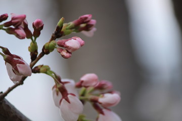 Japanese national flower cherry blossom