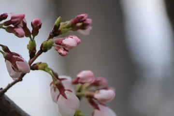 Foto op Canvas Japanese national flower cherry blossom © kontaro.com