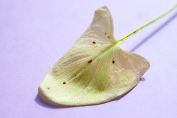 parasites at houseplant yellow leaf. houseplant pests. care of plants and flowers.