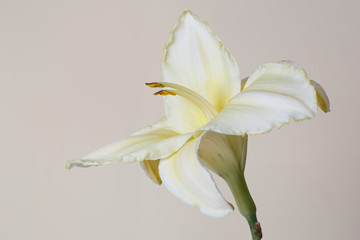 Daylily yellow flower daylily isolated on beige background.