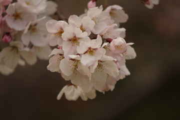 Japanese national flower cherry blossom