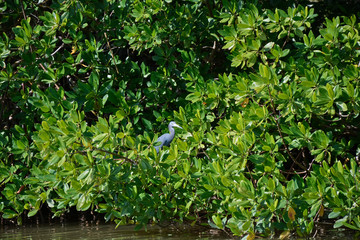 Fischreiher an der Laguna de Guanaroca, Cienfuegos, Kuba
