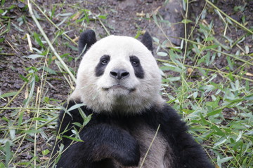 Fototapeta na wymiar Smiling Happy Giant Panda, China