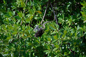 Kormoran an der Laguna de Guanaroca, Cienfuegos, Kuba