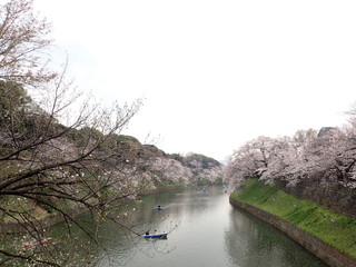 皇居のお堀の花見