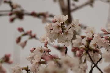 Japanese national flower cherry blossom