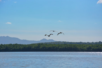 Fototapeta na wymiar Pelikane an der Laguna de Guanaroca, Cienfuegos, Kuba