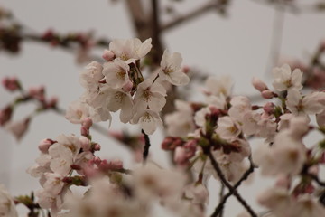 Japanese national flower cherry blossom