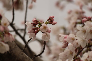 Japanese national flower cherry blossom