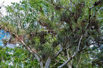 Botanischer Garten, Cienfuegos, Kuba