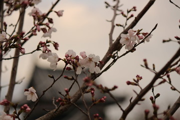 Japanese national flower cherry blossom