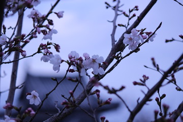 Japanese national flower cherry blossom